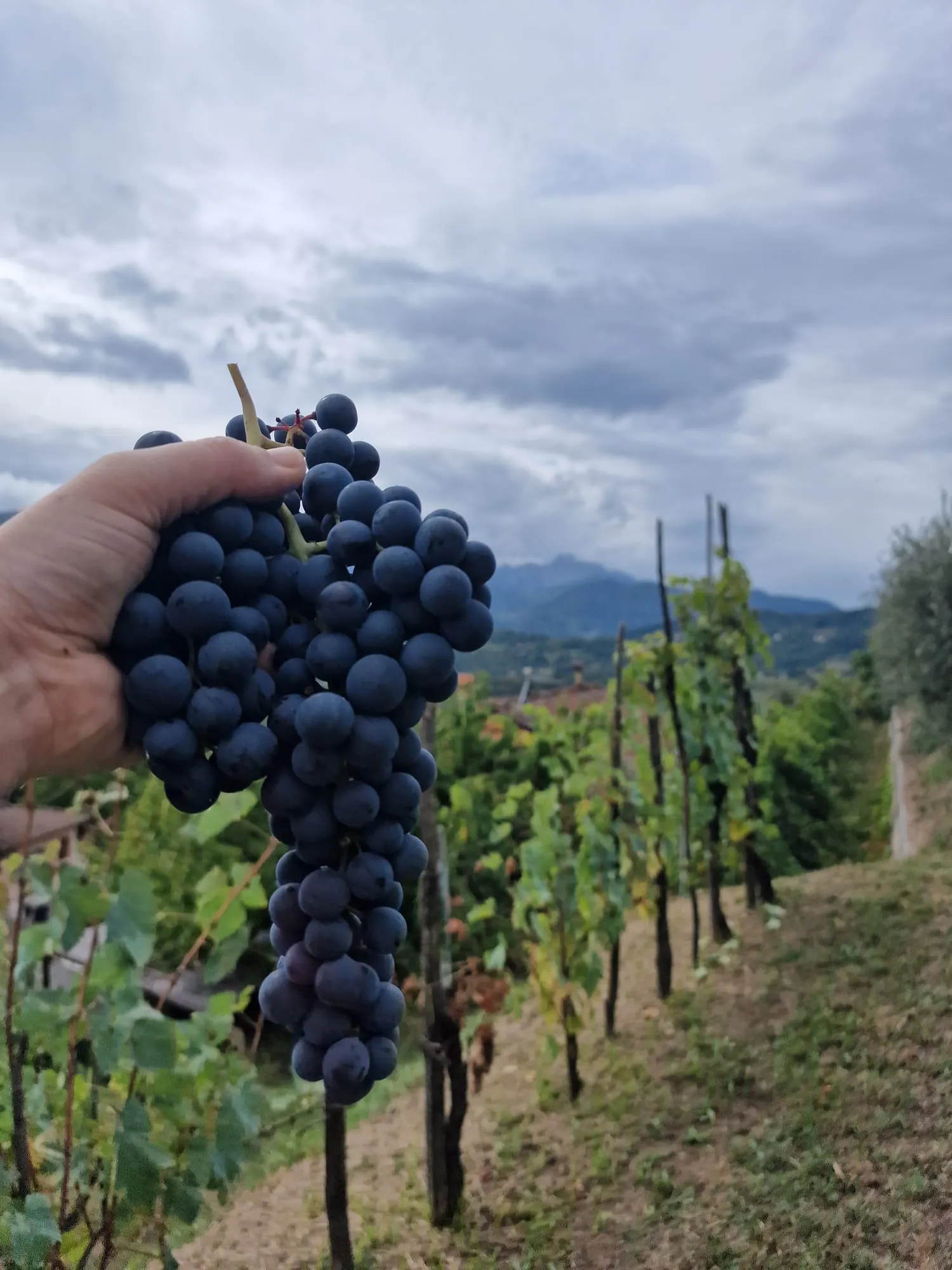 Hand holding freshly picked grapes with a Tuscan vineyard in the background